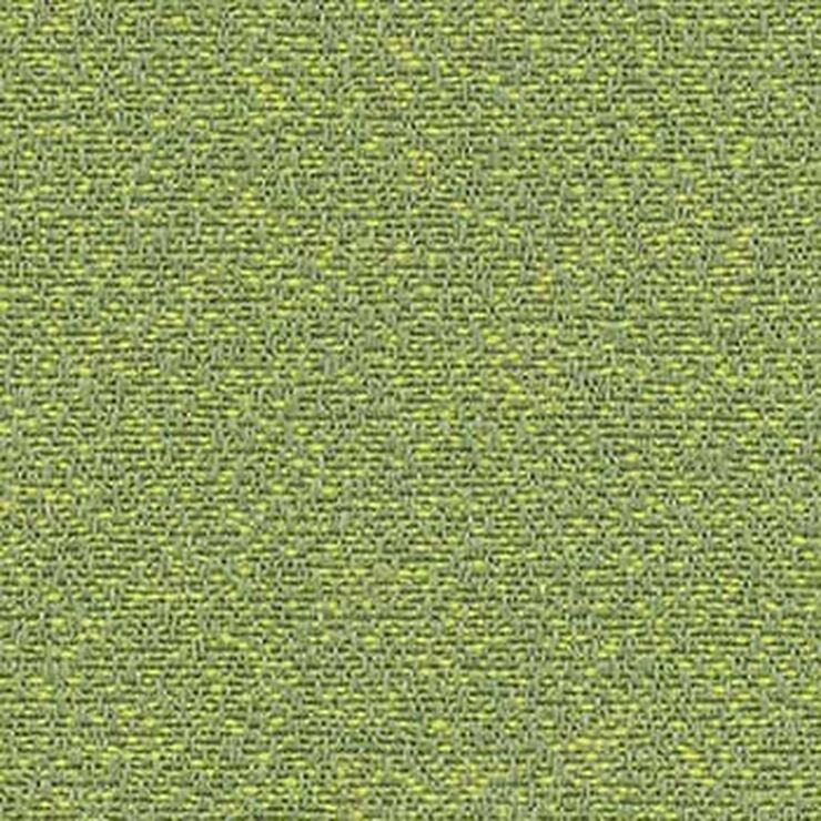 Craze-Parrot